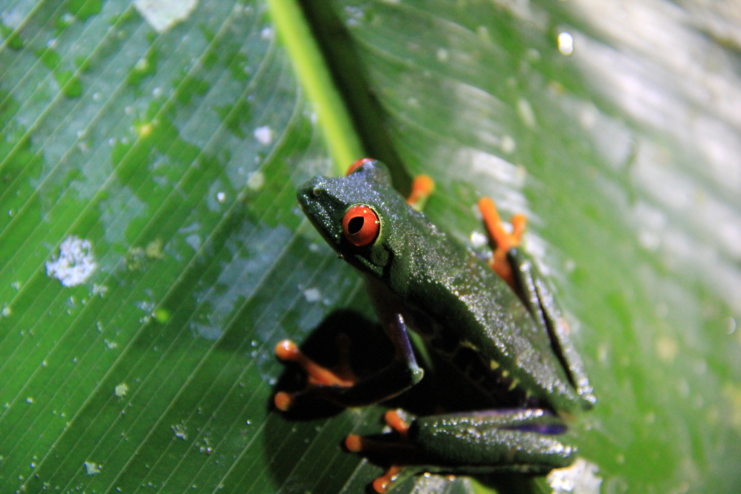 Costa Rica